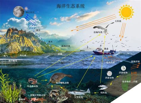 海洋生物有哪些|海洋中有哪些生物和生态系统？